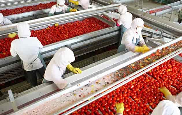 tomato processing plant